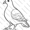 Pigeon Coloring Pages, Bird Activity, Bird Coloring Pages, Printable Coloring Pages, Nature Coloring Book, Bird Enthusiasts, Art Therapy Coloring, coloring pages, pigeon art, bird lovers, printable coloring sheets, mindfulness activity, birdwatching, art therapy, pigeon printables, nature coloring, stress relief coloring