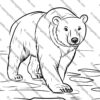 Arctic animals coloring pages, printable polar wildlife activity sheets, Arctic animals coloring book, polar animal coloring printables, winter animal coloring pages, Arctic animals worksheets for kids, educational Arctic printables, Arctic wildlife coloring sheets, fun Arctic animals activity, printable Arctic animals PDF