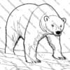 Arctic animals coloring pages, printable polar wildlife activity sheets, Arctic animals coloring book, polar animal coloring printables, winter animal coloring pages, Arctic animals worksheets for kids, educational Arctic printables, Arctic wildlife coloring sheets, fun Arctic animals activity, printable Arctic animals PDF