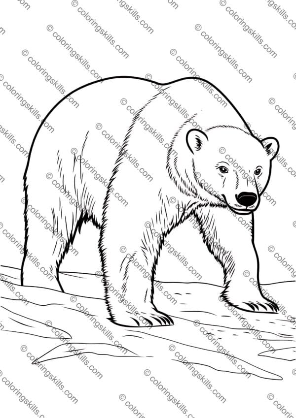 Arctic animals coloring pages, printable polar wildlife activity sheets, Arctic animals coloring book, polar animal coloring printables, winter animal coloring pages, Arctic animals worksheets for kids, educational Arctic printables, Arctic wildlife coloring sheets, fun Arctic animals activity, printable Arctic animals PDF